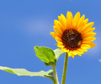 sunflower with-bee