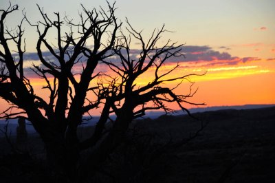 Moab tree-silhouette