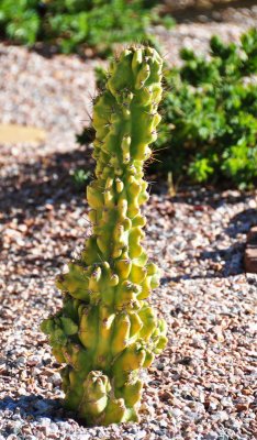 monstrose cactus