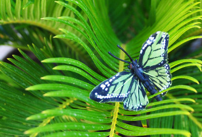 butterfly