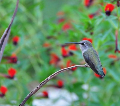 Hummingbird