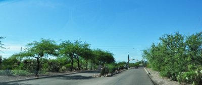 Westward Look Resort