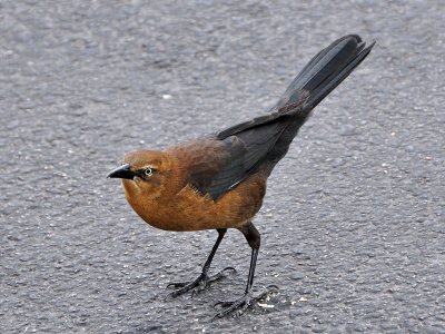 grackle