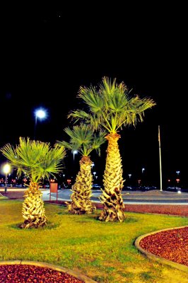 palms