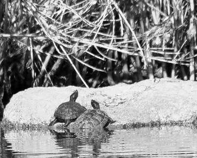 palm-turtles