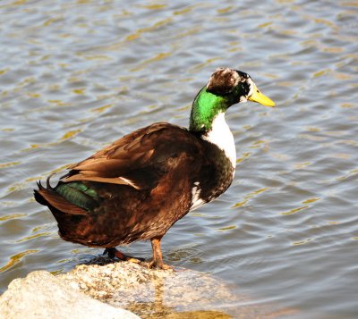 colored-duck.