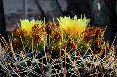 Cactus still in bloom