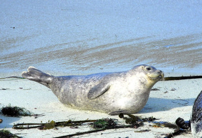 Sealions