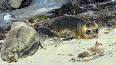 baby sealion