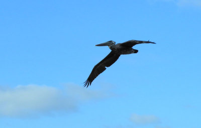 flying-high.