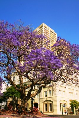 Jacaranda