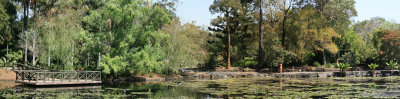 Lagoon at Mt Coot-ha Botanical Gardens