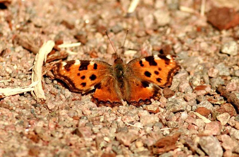 Nymphalis polychloris (krsbrsfuks) no-4 Sjarp (Bl) 100414 Stefan Lithner