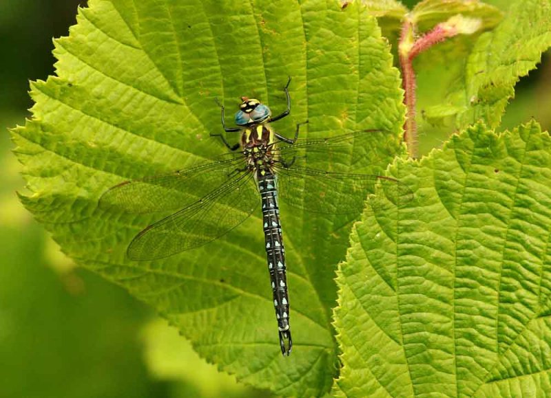 Brachytron pratense (tidig mosaikslnda) Hgmossen (l) 100619 Stefan Lithner
