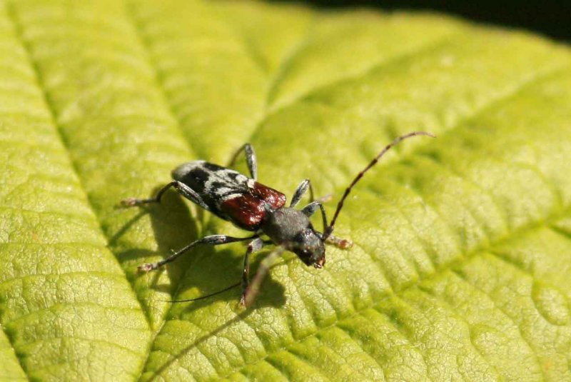 Anaglyptus mysticus (prydnadsbock) Hgmossen (l) 100619 Stefan Lithner