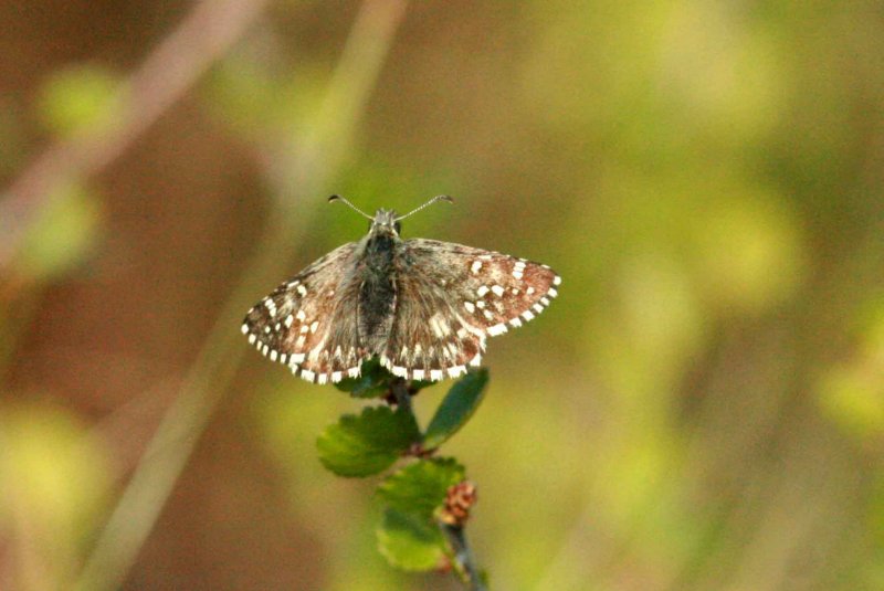Pyrgus centaureae (myrvisslare) Ramsackbcken (Lpl) 100628 Stefan Lithner