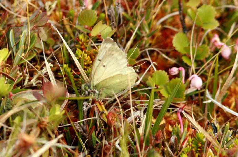 Colias werdandi (fjllhfjril) Abisko-Kungsleden (Lpl) 100701 Stefan Lithner