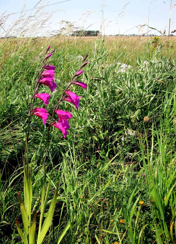 Gladiolus palustris  (krrsabellilja) Segerstad (l) 100709 Stefan Lithner