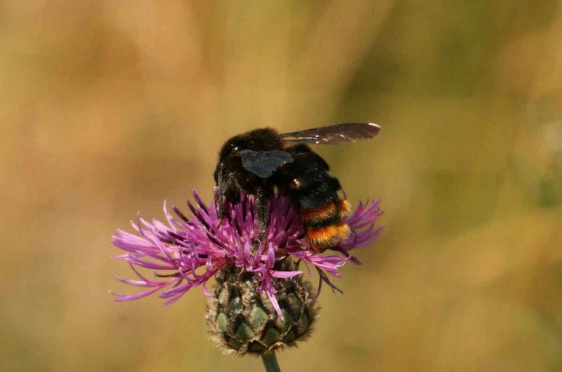 Bombus rupestris (stensnylthumla) Tvelsrumssen (l) 100709 Stefan Lithner