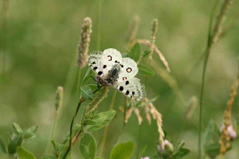 Parnassius apollo (apollofjril) Loftahammar (Sm) 100710 Stefan Lithner