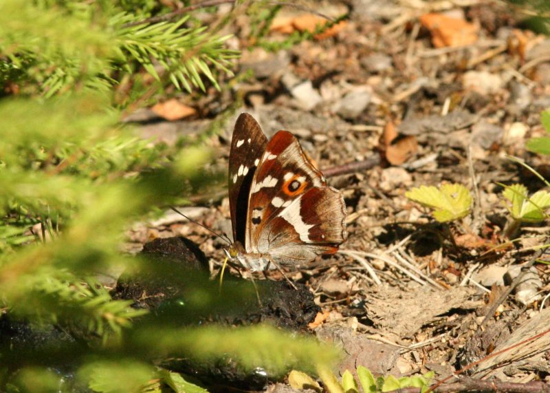 Apatura iris (slgskimmerfjril) Brabygd (Bl) 100714 Stefan Lithner