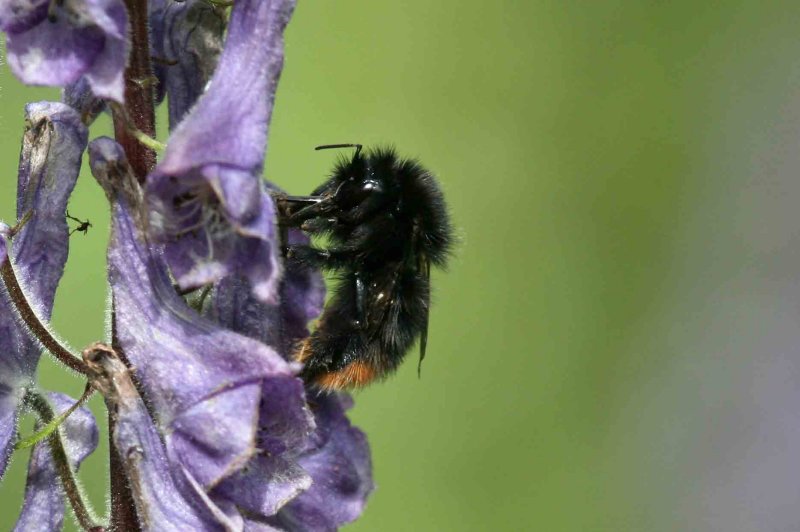 Bombus wurflenii (tjuvhumla) Funsdalen-Vivallen (Hjd) 100728 Stefan Lithner