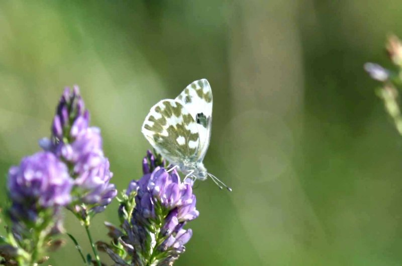 Pontia daplidice (grnflckig vitfjril) Sandby (l) 100818 Stefan Lithner