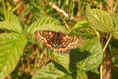 Euphydryas maturna (askntfjril) male Munkhyttan (Vstm) 100625 Stefan Lithner