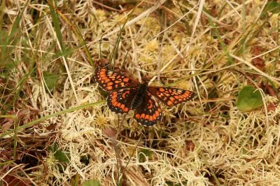 Euphydryas maturna (askntfjril) female Munkhyttan (Vstm) 100625 Stefan Lithner