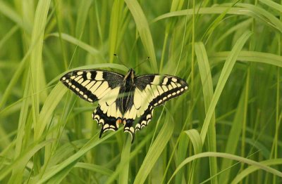 Papilio machaon (makaonfjril) Grinduga (Gstr) 100626 Stefan Lithner