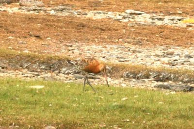 Limosa limosa islandica (islndsk rdspov) Ottenby (l) 100709 Stefan Lithner