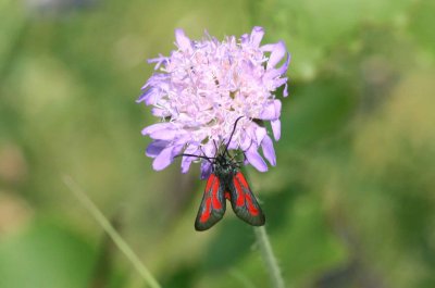 Zygaena osterodensis (smalsprötad bastardsvärmare) Rumma (Sm) 100710 Stefan Lithner