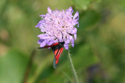 Zygaena osterodensis (smalsprötad bastardsvärmare) Rumma (Sm) 100710 Stefan Lithner