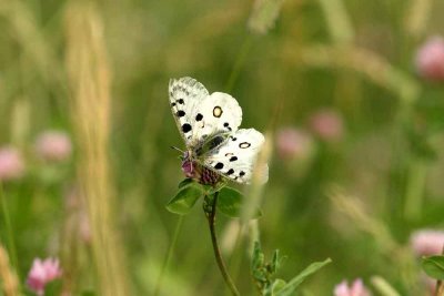 Parnassius apollo (apollofjril) Loftahammar (Sm) 100710 Stefan Lithner