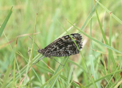 Hipparchia semele (sandgrsfjril) Sjarp (Bl) 100717 Stefan Lithner