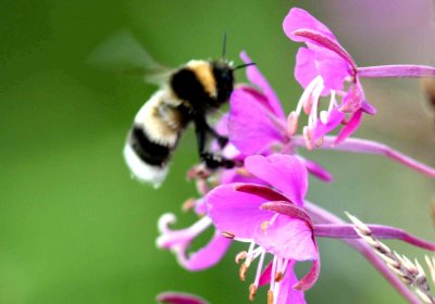 Bombus sporadicus (rallarjordhumla) Kokkola-Stranden (Nb) 100726 Stefan Lithner