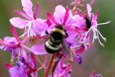 Bombus sporadicus (rallarjordhumla) Kokkola-Stranden (Nb) 100726 Stefan Lithner