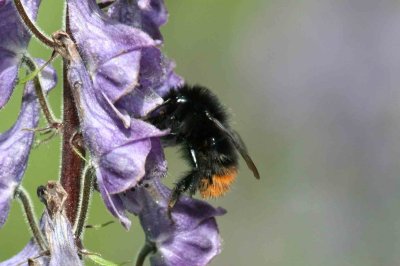 Bombus wurflenii (tjuvhumla) Funäsdalen-Vivallen (Hjd) 100728 Stefan Lithner