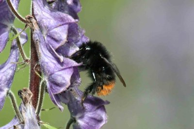 Bombus wurflenii (tjuvhumla) Funsdalen-Vivallen (Hjd) 100728 Stefan Lithner