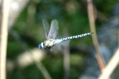 Aeshna affinis (bl mosaikslnda) Svarta Hl  (Sk) 100810 Stefan Lithner