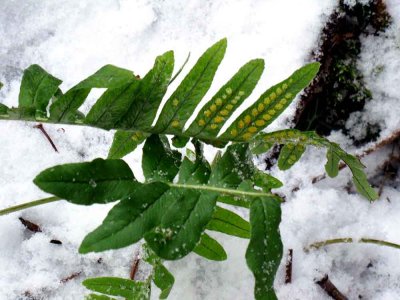 Polypodium interjectum (dansk stensta, det. E.Ljungstrand) Kullen 101205 Stefan Lithner