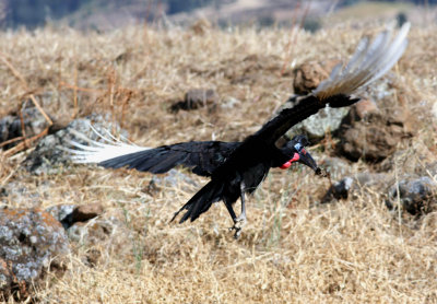 Ethiopian Ground Hornbill.  Photo Stefan  Lithner