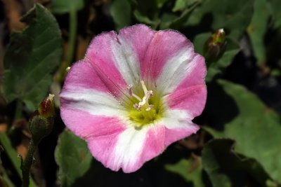 Bindweed