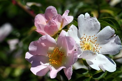 Wild Dog Rose