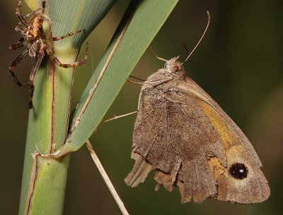 Spider and Meadow Brown 