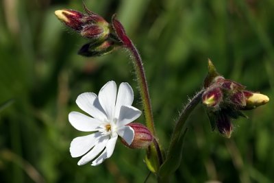 White Campion