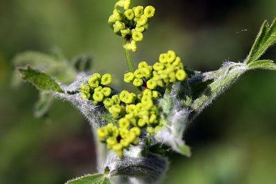 Wild Parsnip