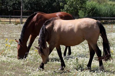 Bay and Buckskin Horses