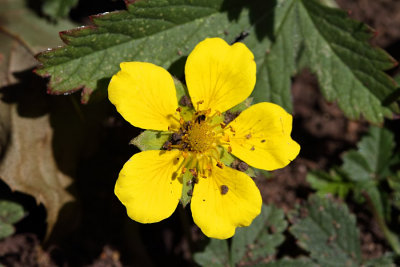 Creeping Cinquefoil