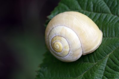 Snail Cepaea sp